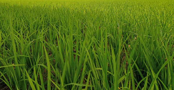 Photos of young paddy plants that are green in Indian rice fields and have not grained. Concept for agriculture, urban farming, food security, stability, World FAO United Stations Organization.