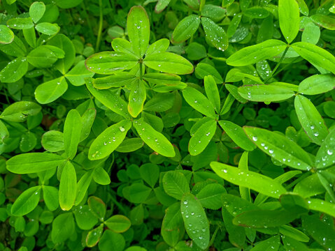 Trifolium alexandrinum or berseem clover growing in the form of fodder in field. Egyptian clover fodder crop in Indian field.