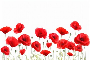 Poppies on a white background