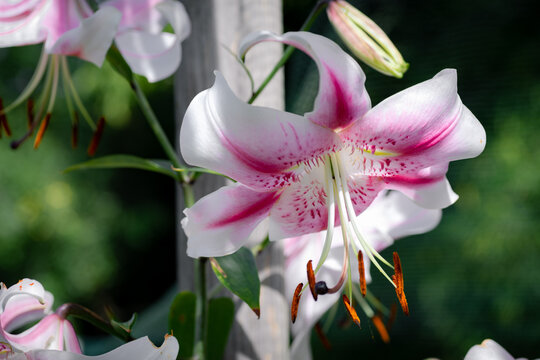 lilium rose Anastasia (jardin du ruisseau de l'&eacute;glise 2023)

