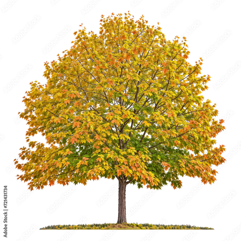 Wall mural png file autumn maple tree transparent background
