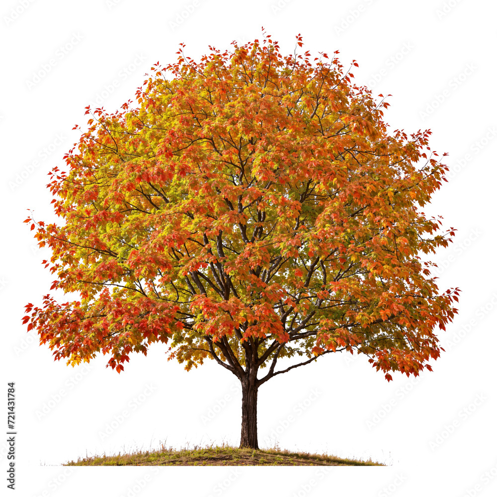 Wall mural png file autumn maple tree transparent background