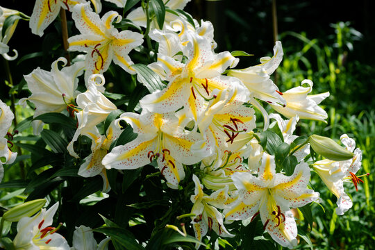 lilium jaune mouchet&eacute; Auratum Gold Band (jardin du ruisseau de l'&eacute;glise 2023)
