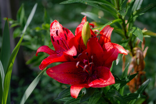 Lilium rouge Back Out (jardin du ruisseau de l'&eacute;glise 2023)
