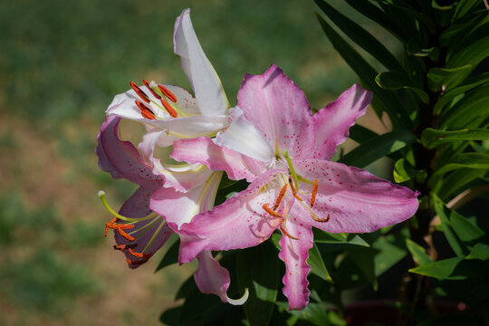 lilium rose Jos&eacute;phine (jardin du ruisseau de l'&eacute;glise 2023)