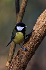 great tit