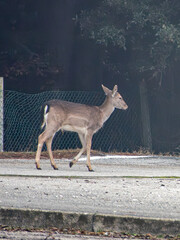 A lone deer, elegant and graceful, strolls near a fence at Lido di Volano, enveloped in serene mist. The deer is brown with white underbelly and appears alert and graceful.