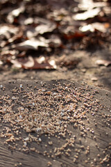 droplets on the ground
