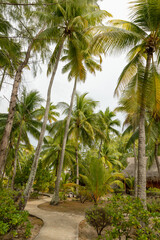 Fototapeta na wymiar Palm tree forest in Tikehau, French Polynesia atoll.