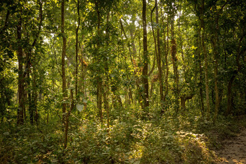 Sunlight filters through the dense canopy of Chitwan National Park, casting a mosaic of light and shadow on the forest floor teeming with vegetation.