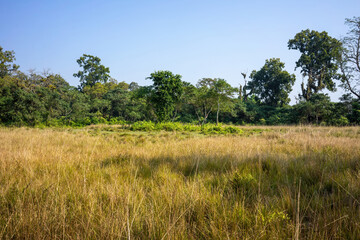 A vast expanse of dry, golden grass covers the ground in Chitwan National Park, with dense forest trees marking the boundary of this natural tapestry.