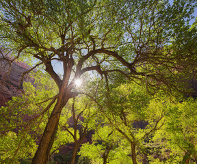 Cottonwood, Zion National Park, Utah, USA
