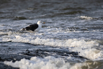 Möwe steht in Welle am Strand der Nordsee