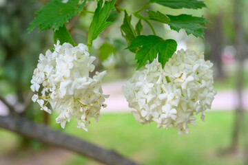 Blooming spring flowers. Large beautiful white balls of blooming Viburnum opulus Roseum Boule de Neige . White Guelder Rose or Viburnum opulus Sterilis, Snowball Bush, European Snowball.