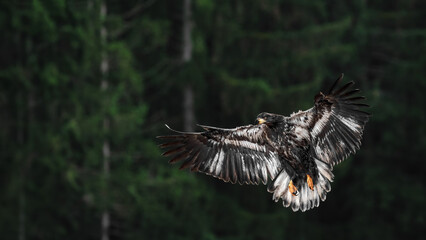 Golden Eagle Landing (Aquila Chrysaetos)