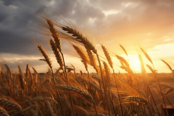 Sunset field of wheat