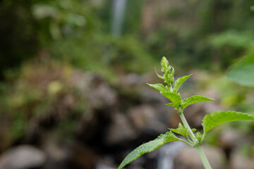 Texture and surface of green leaf wild plant on the tropical forest. Photo is suitable to use for nature background, botanical poster and nature content media.