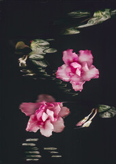 Azalea Flower scan background. Scanned flat azalea flower. Glitchy abstract distorted azalea...