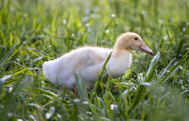 Baby duck in the grass, outdoors. Little cute ducklings on green grass. The duckling is hiding in the grass. Spring