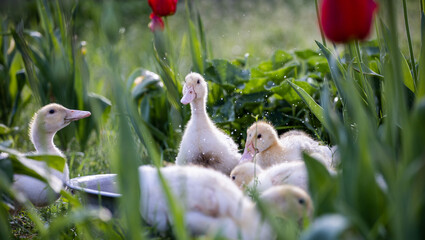 Ducklings play in the water. Baby duck in the grass, outdoors. Family of ducklings. Little cute ducklings on green grass. 