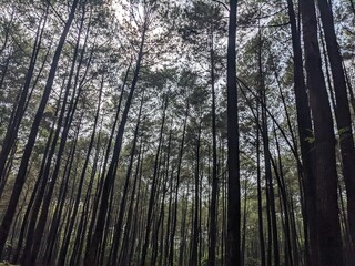 Pine forest on safari Prigen national park east java. The photo is suitable to use for nature animal background, zoo poster.