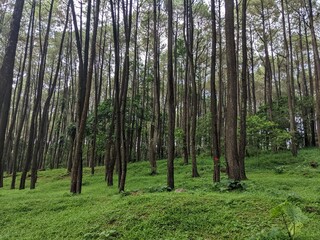Fototapeta premium Pine forest on safari Prigen national park east java. The photo is suitable to use for nature animal background, zoo poster.