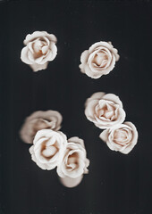 Flower scan background with water drops. Scanned white roses. Glitchy abstract distorted flowers....