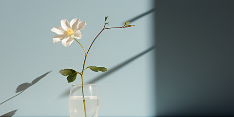 Minimalist style flower background, A vase of flowers is on a table with leaves and a light shining on it.

