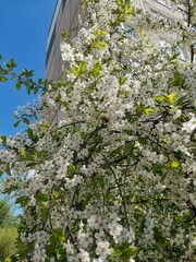 Summer mood, wonderful flowers