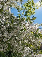 Summer mood, wonderful flowers