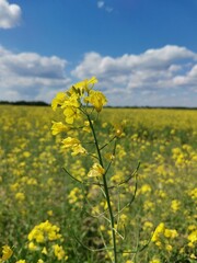 Summer mood, wonderful flowers