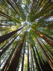 Redwood, Julia Pfeiffer Burns State Park, Kalifornien, USA