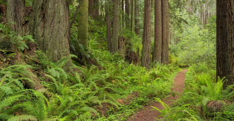 Redwood, Stillwater Cove Regional Park, Sonoma Coast, Kalifornien, USA