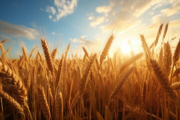 Field of wheat on the background of the sun