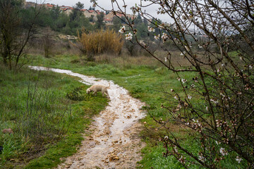 A Flooded Footpath in a Field near Jerusalem, Israel