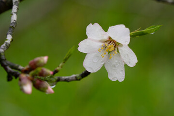 An Almond Flower Wet with Rain Drops
