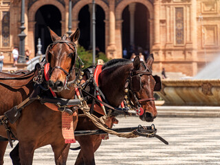 Naklejka na ściany i meble Harnessed Horses at Plaza de Espana, Seville