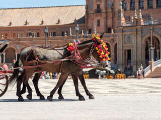 Adorned Horses in Traditional Festival