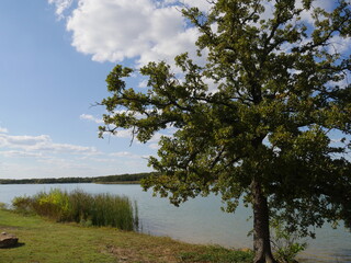 Fototapeta na wymiar Scenic view of Lake Murray in Oklahoma, with a tree providing shade in the lake's bank.