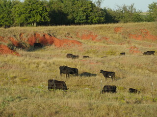Cows grazing in a grassy farm fenced by barbed wires along the highway