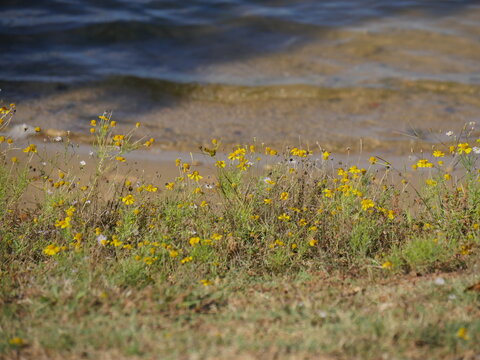 Yellow wildflowers growing on the banks of the lake.
