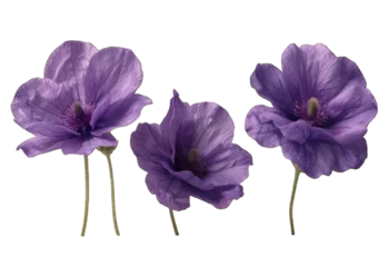 Fototapeten purple iris flower isolated on white © ThaiAi