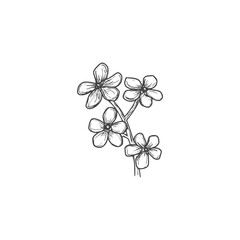 Flower sketch icon isolated on background