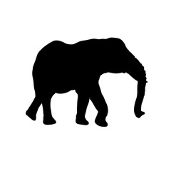  silhouette of elephant - vector illustration