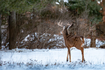 White-tailed deer buck (odocoileus virginianus) standing in a Wisconsin field in January