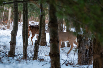 White-tailed deer buck and doe (odocoileus virginianus) camouflaged in a Wisconsin forest