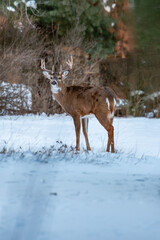 White-tailed deer buck (odocoileus virginianus) standing in a Wisconsin field in January