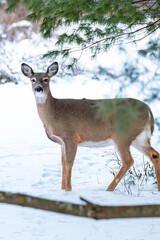 White-tailed deer, doe (odocoileus virginianus) standing in a Wisconsin field in January