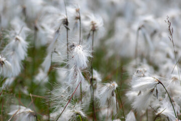 Eriophorum angustifolium common cottongrass flowering plant, group of cottonsedge flowers in bloom...