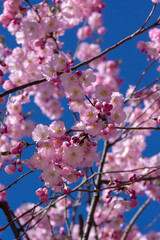 Prunus sargentii accolade sargent cherry flowering tree branches, beautiful groups light pink petal flowers in bloom and buds
